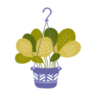 Maranta Plant